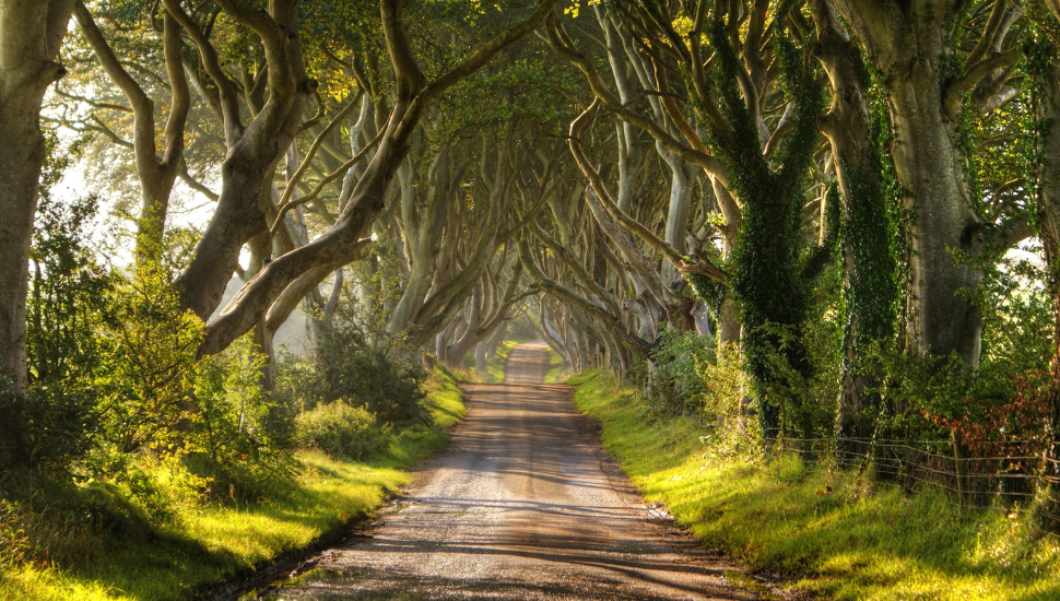 The Dark Hedges, Northern Ireland