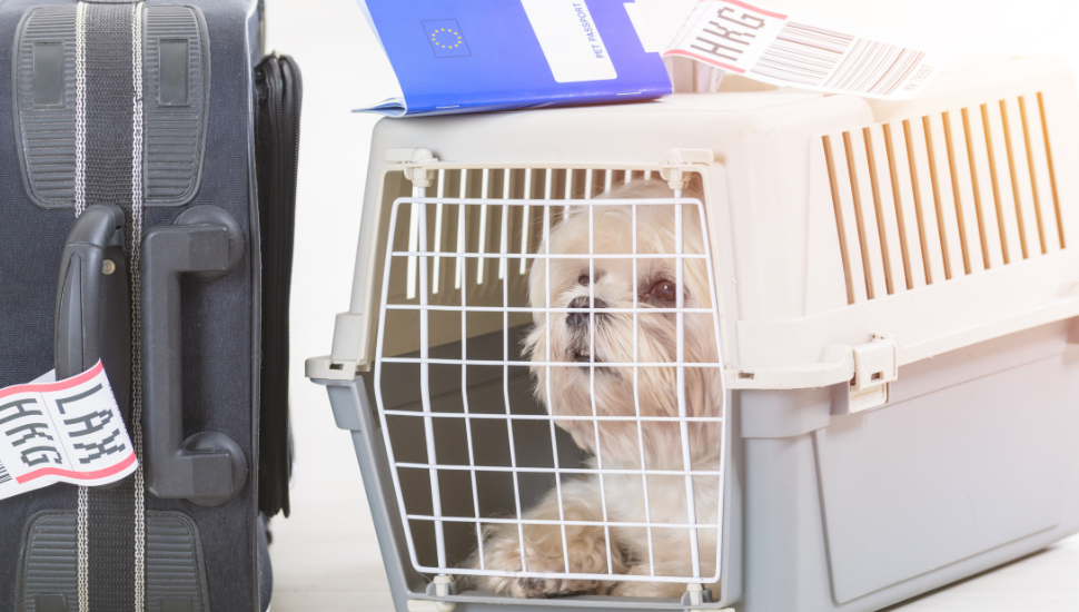 Dog in carrier ready for holiday travel