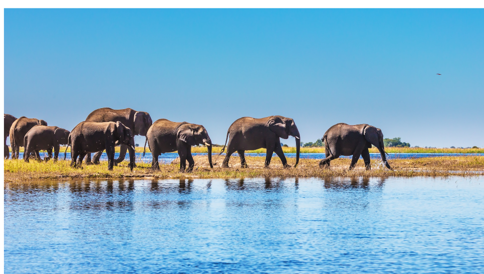 Elephants in Chobe National Park, Botswana