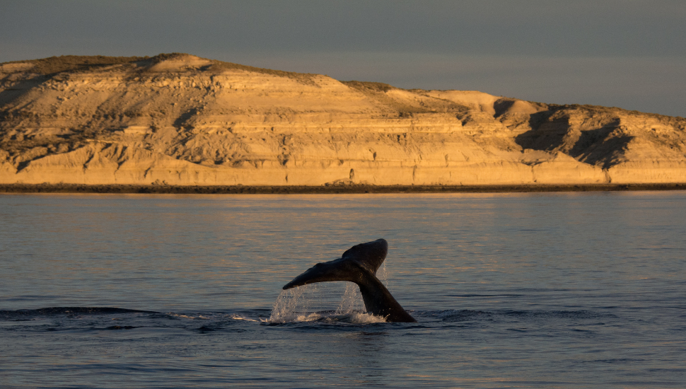 Peninsula Valdés, Patagonia