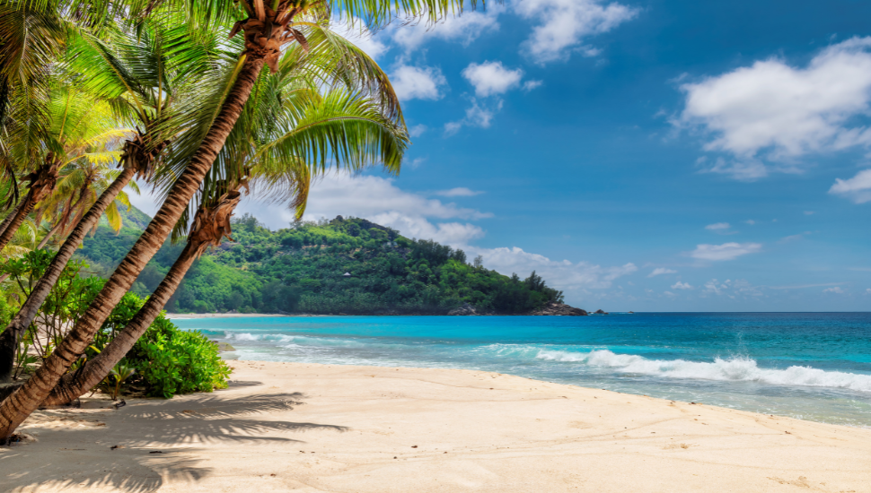 Palm Fringed Beach in Jamaica