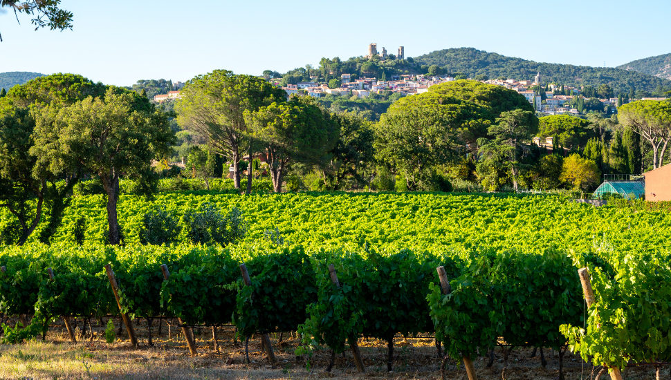 Vineyards in the South of France
