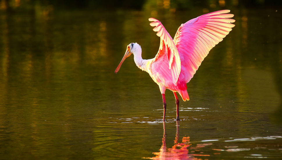 Roseate spoonbill