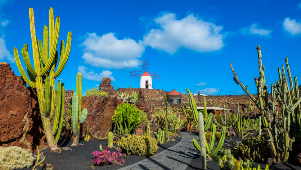 Cactus garden in Lanzarote