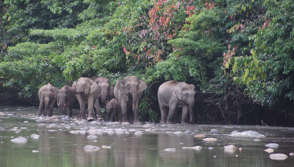 Borneo Pygmy Elephant seen in Danum Valley, Sabah