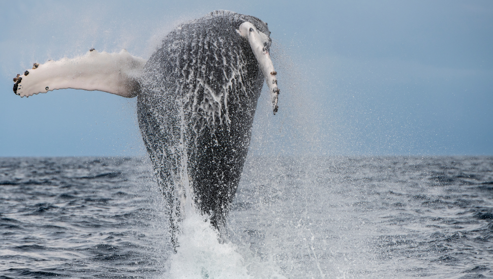 Humpback Whale in the Atlantic Ocean off the coast of Pico Island, The Azores.