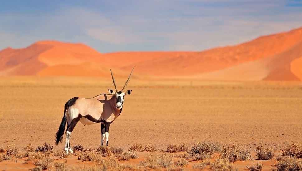 Top 10 Desert Holiday Destinations Start Travel