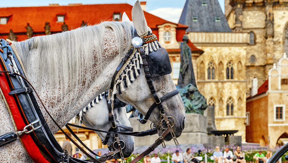White horses on market square in Prague