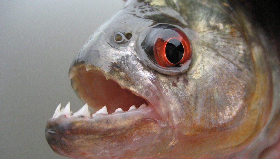 Fishing for Piranha