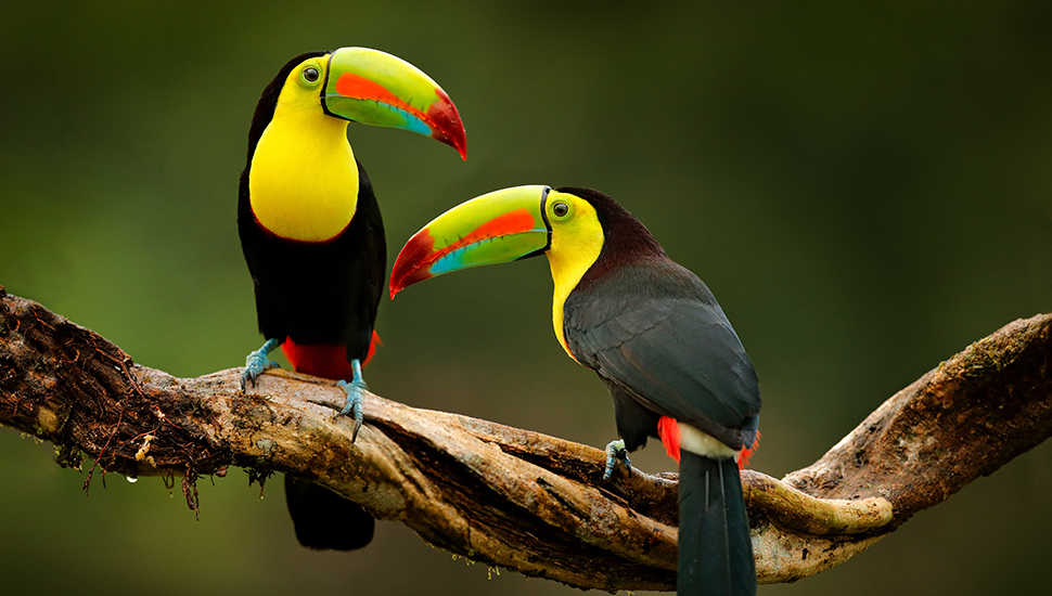 Costa Rican wildlife - Toucans