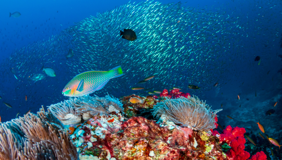 Parrot fish swimming amongst the coral