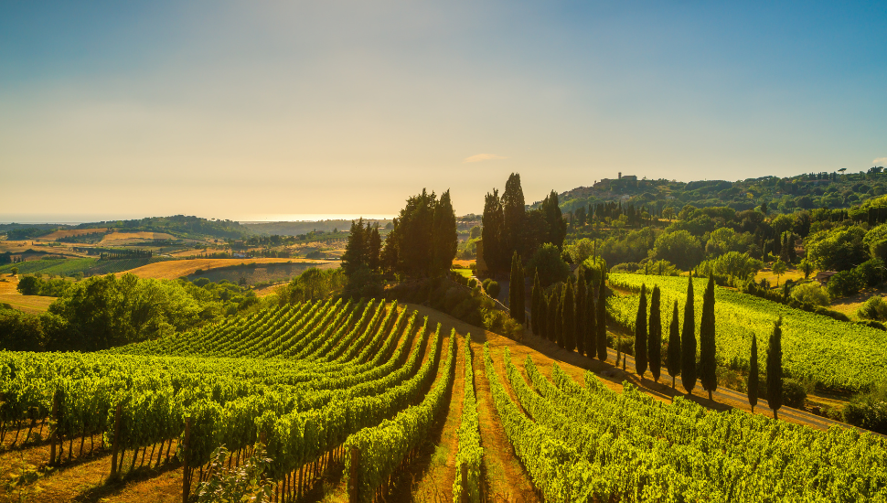 Vineyards in Maremma, Italy