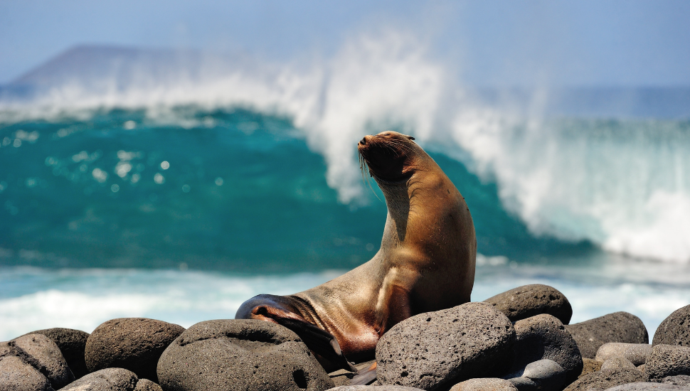 Sealion on Galápagos Islands, Ecuador