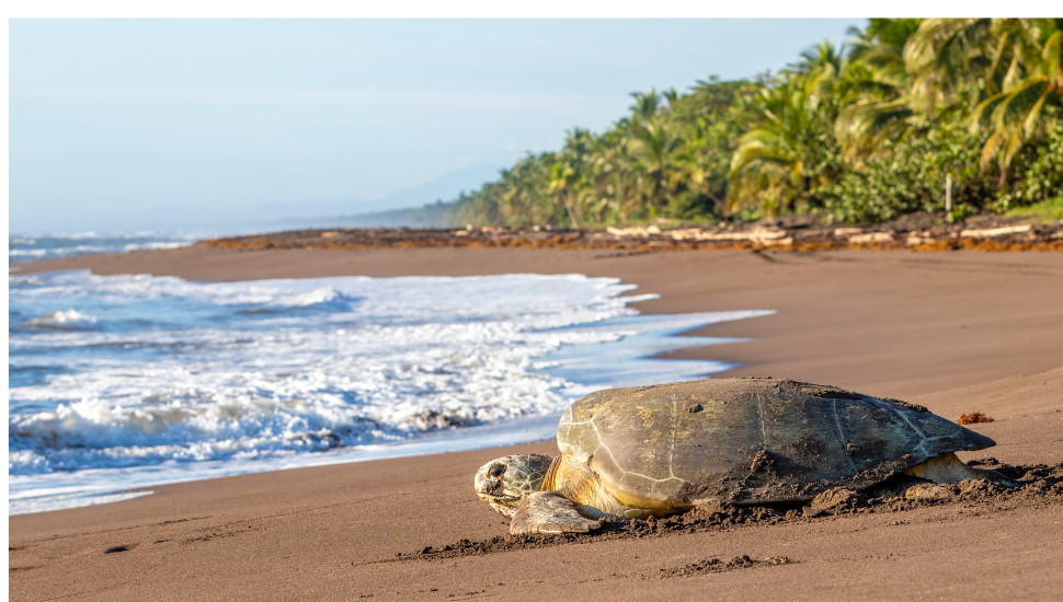 Green sea turtle on Tortuguero Beach, Costa Rica