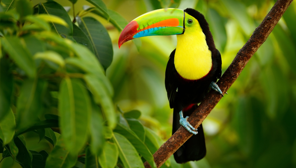 Toucan, Costa Rica