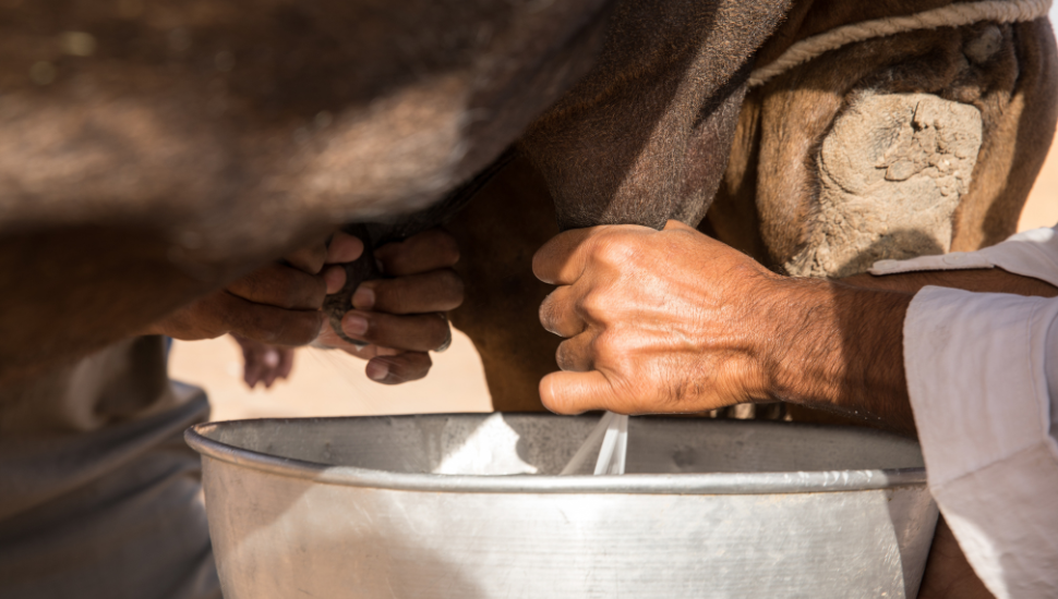 Moroccan man milking a camel