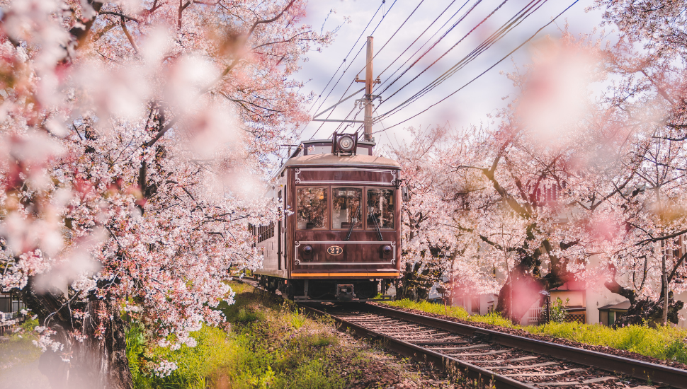 Japanese Kyoto local train traveling on rail tracks passing flourishing cherry blossoms