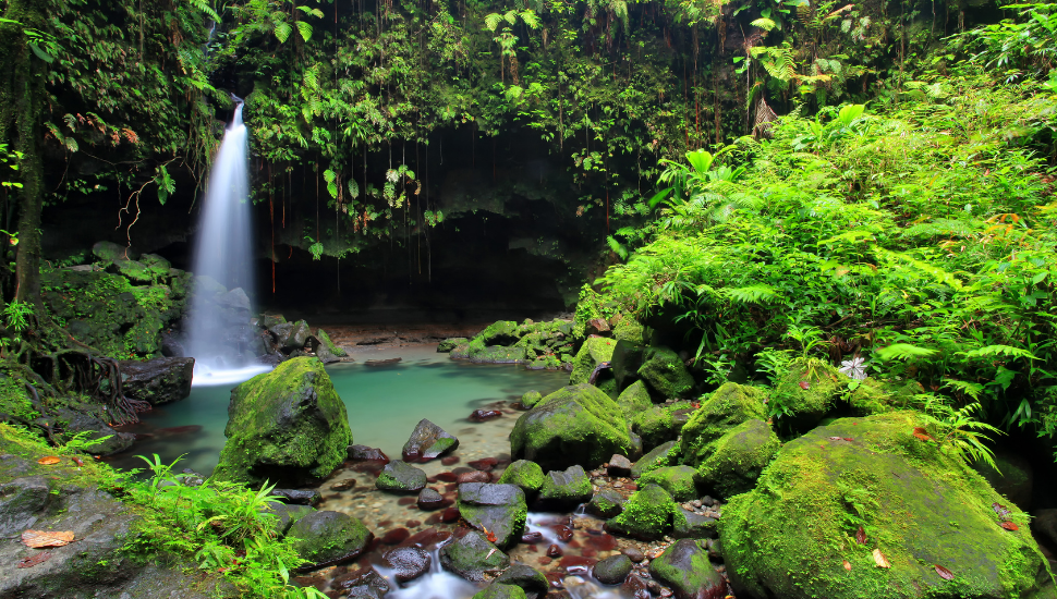 Emerald Pool, Dominica