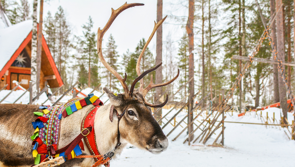 Reindeer in Lapland