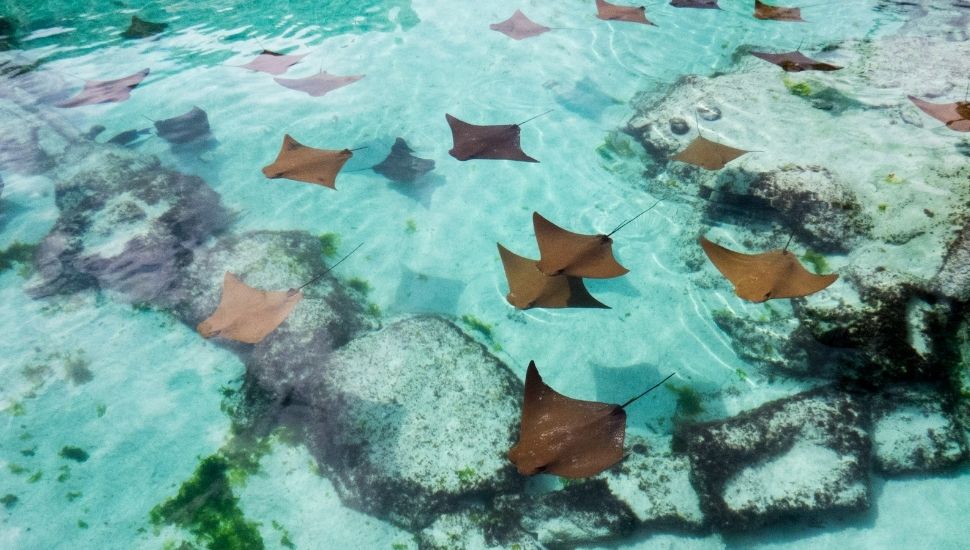 Young sting rays in the warm waters of The Bahamas