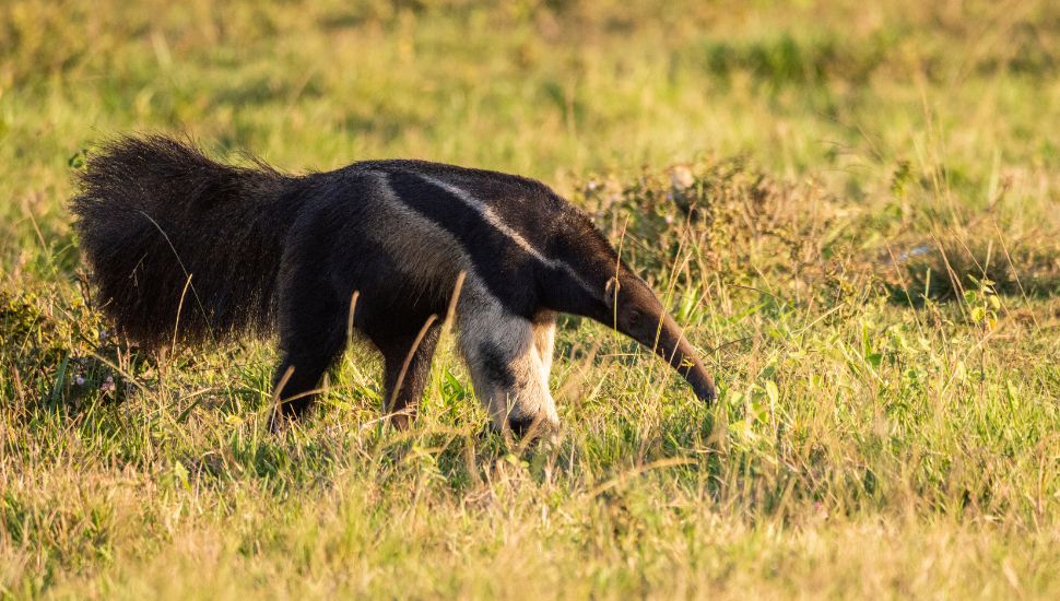 Giant anteater