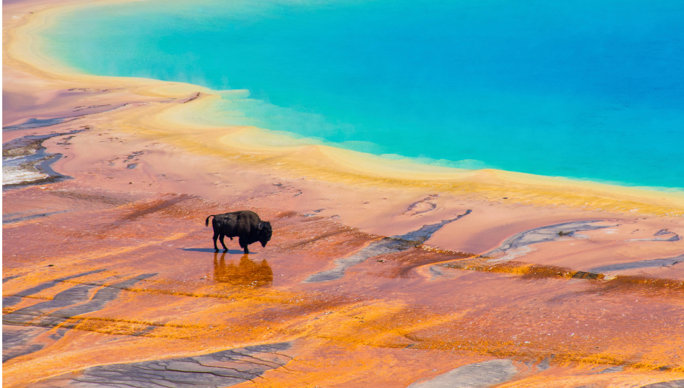 Bison in Yellowstone National Park