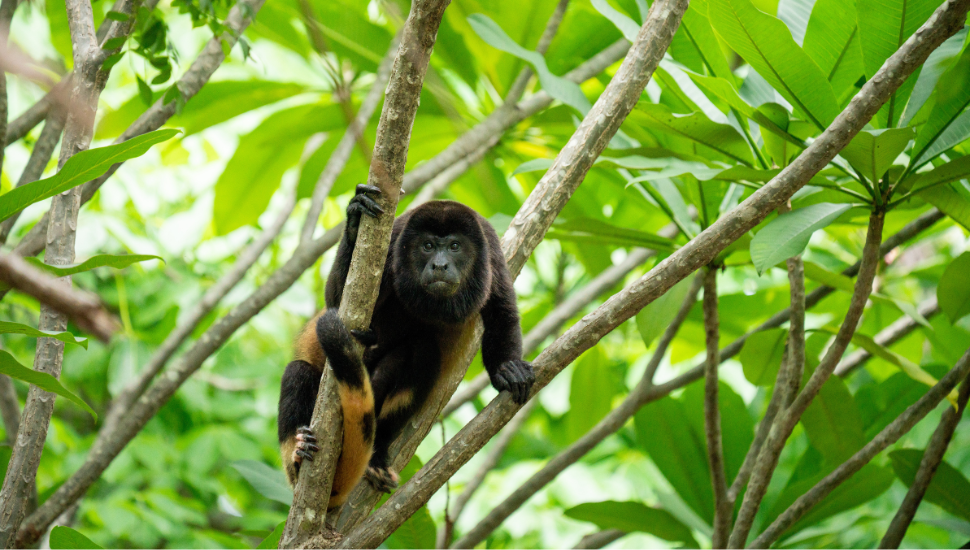 Howler monkey in tree in Costa Rica