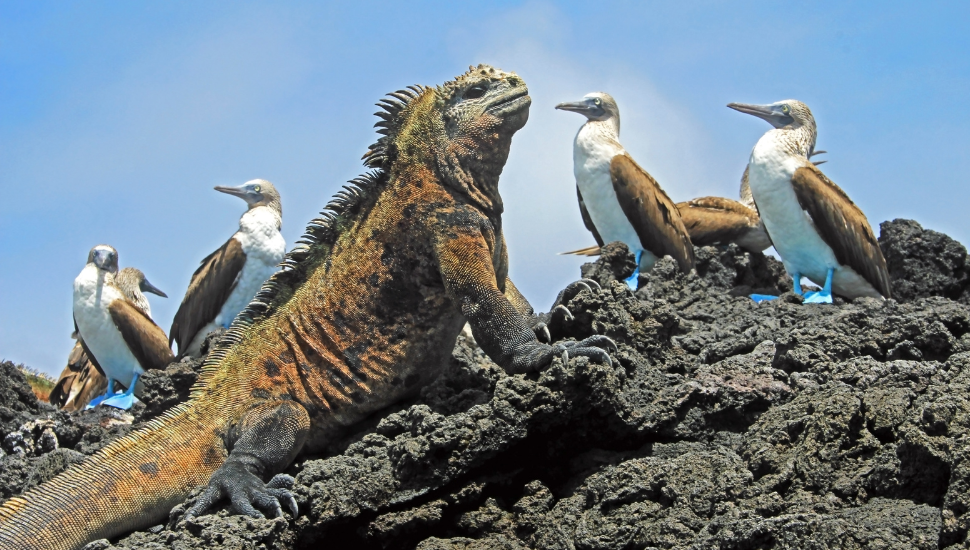 Marine iguana and blue footed boobies on Isabela Island, Galapagos