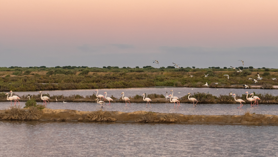 Flamingos in Ria Formosa national park, Algarve, Portugal