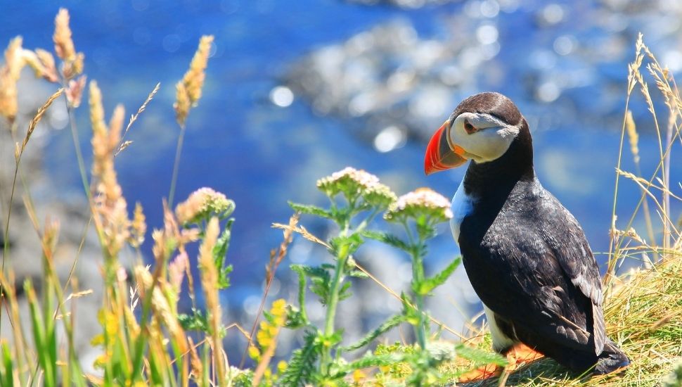 Scottish puffin