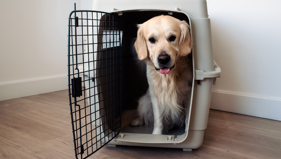 Holiday travel with your dog