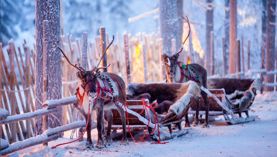 Reindeer at Lapland, Finland