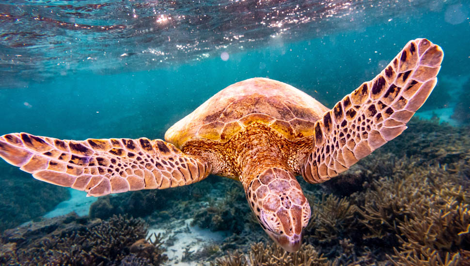 Green Turtle on the Great Barrier Reef