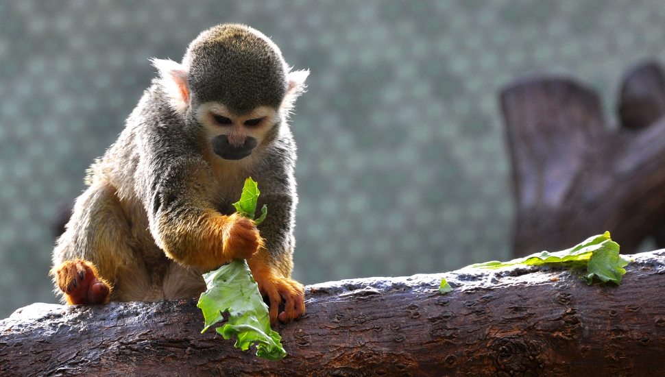 Monkey at zoo