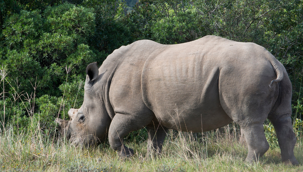White rhino in south Africa