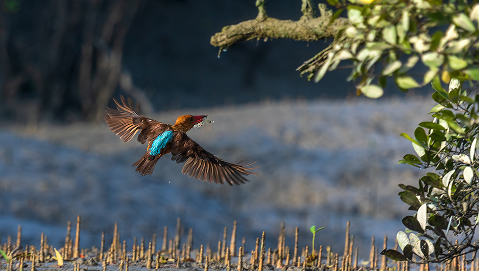 The brown-winged kingfisher (Pelargopsis amauroptera) at Sundarban National Park, West Bengal, India,