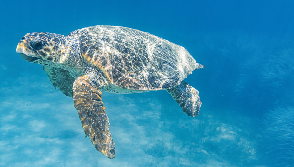 Caretta Caretta Turtle, Zakynthos, Greece