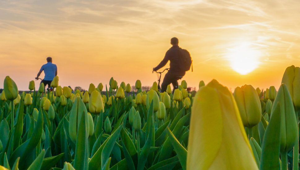 Cycling through Holland's tulip fields at sunset
