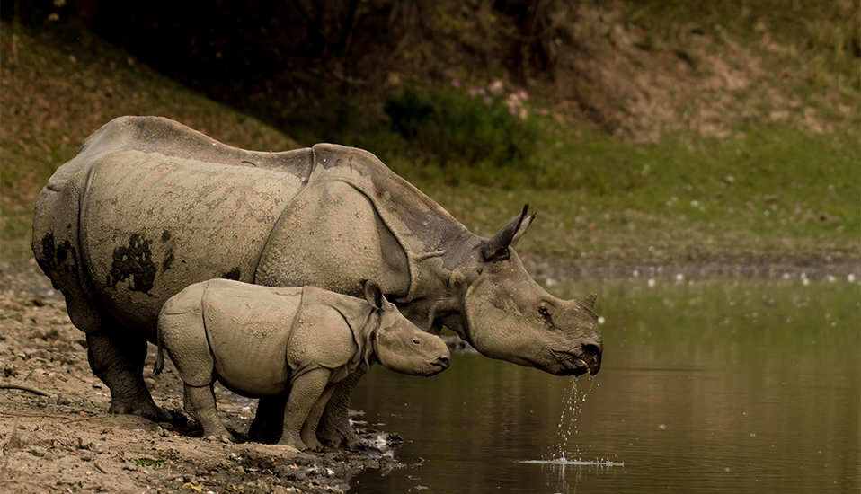 Great Indian Rhinoceros and its calf in Kaziranga National Park