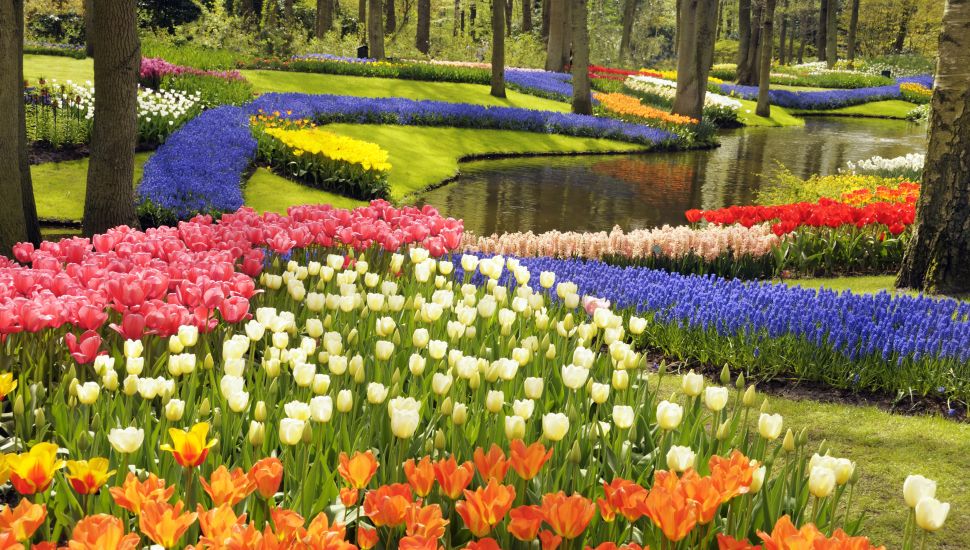 Tulip Garden in Holland