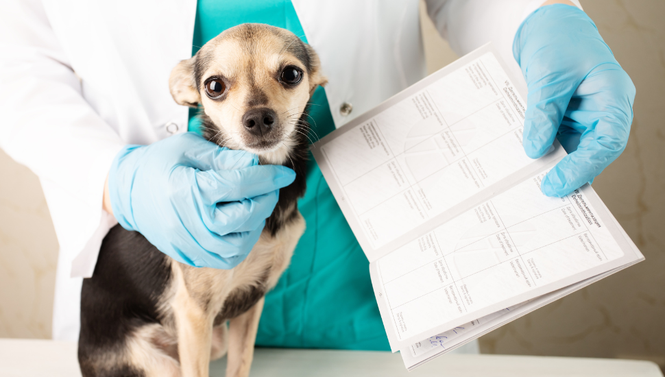 Veterinary pet document for travel