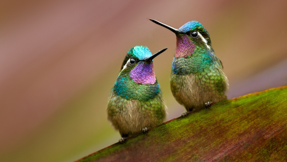 Hummingbirds in Costa Rica