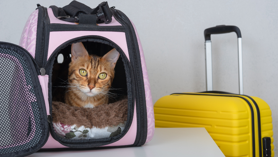 Preparing to take cat abroad