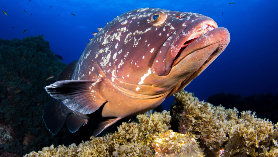 Dusky Grouper spotted when diving on Santa Maria Azores