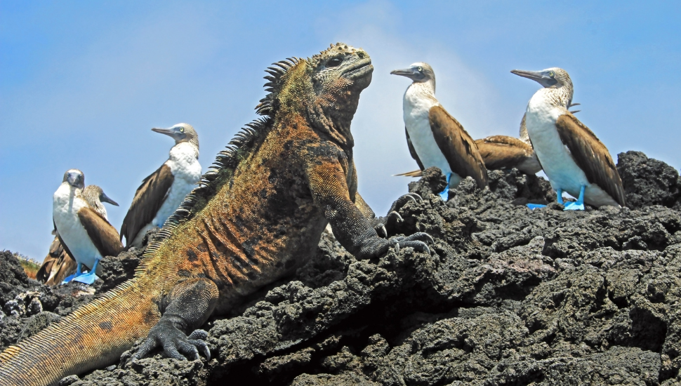 Marine iguana with blue footed boobies, booby on Isabela Island, Galapagos Islands