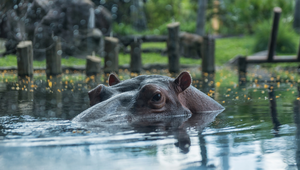 Hippopotamus in Busch Gardens, Florida