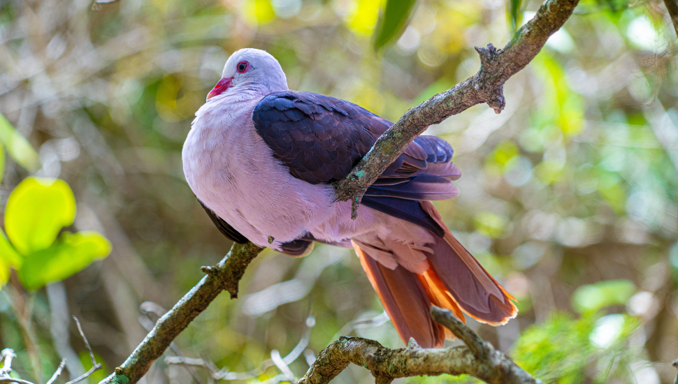 Mauritian Pink Pigeon