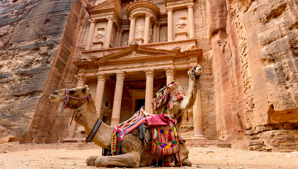 Camels in Petra Jordan