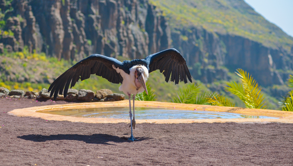 Marabou Stork in Gran Canaria Animal Park