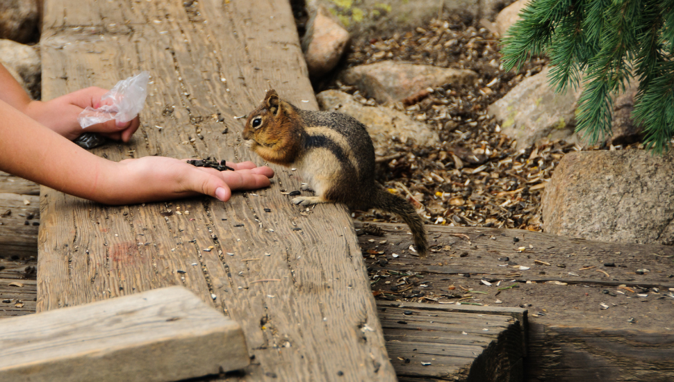 Feeding chipmunks